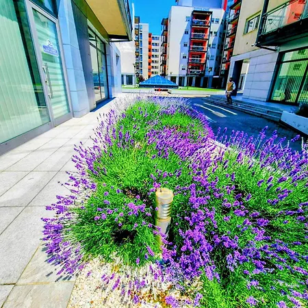 Ring Apartment Timisoara
